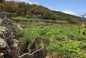Teneriffa: Weingut Viñátigo - Kommentierte Verkostung von 3 Weinen