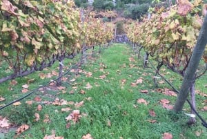 Teneriffa: Weingut Viñátigo - Kommentierte Verkostung von 3 Weinen