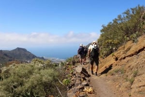 Tenerife : Camino Real hike