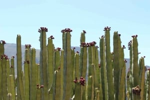 Tenerife : Camino Real hike