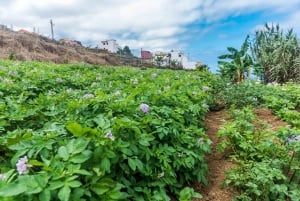 Tenerife: Canary History and Colored Potatoes