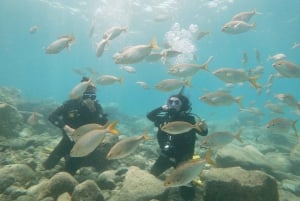 Tenerife: experiencia de clase privada de buceo en Costa Adeje