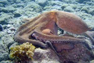 テネリフェ島スキューバダイビング・ディスカバリー・アドベンチャー, PADI