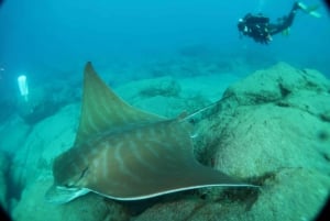 Tenerife; Discover Scuba diving pool and boat max 2 students