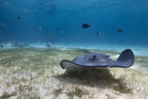 S. Tenerife: 2 Dives for Beginners (Beach + Boat Experience)