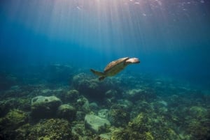 S. Tenerife: 2 Dives for Beginners (Beach + Boat Experience)