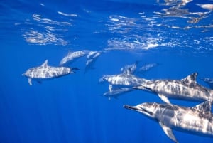 S. Tenerife: 2 Dives for Beginners (Beach + Boat Experience)