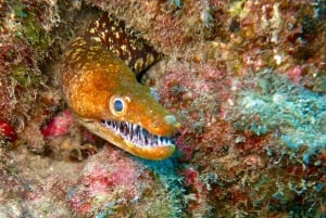 S. Tenerife: 2 Dives for Beginners (Beach + Boat Experience)