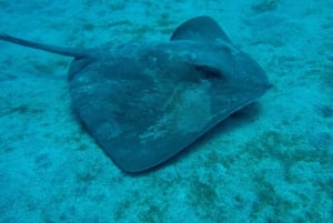 S. Tenerife: 2 Dives for Beginners (Beach + Boat Experience)