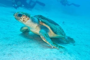 S. Tenerife: 2 Dives for Beginners (Beach + Boat Experience)