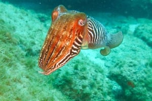 S. Tenerife: 2 Dives for Beginners (Beach + Boat Experience)