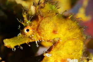 Tenerife: Oppdag dykking med gratis bilder