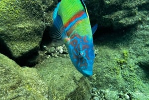 テネリフェ島：1日でダイビングライセンス