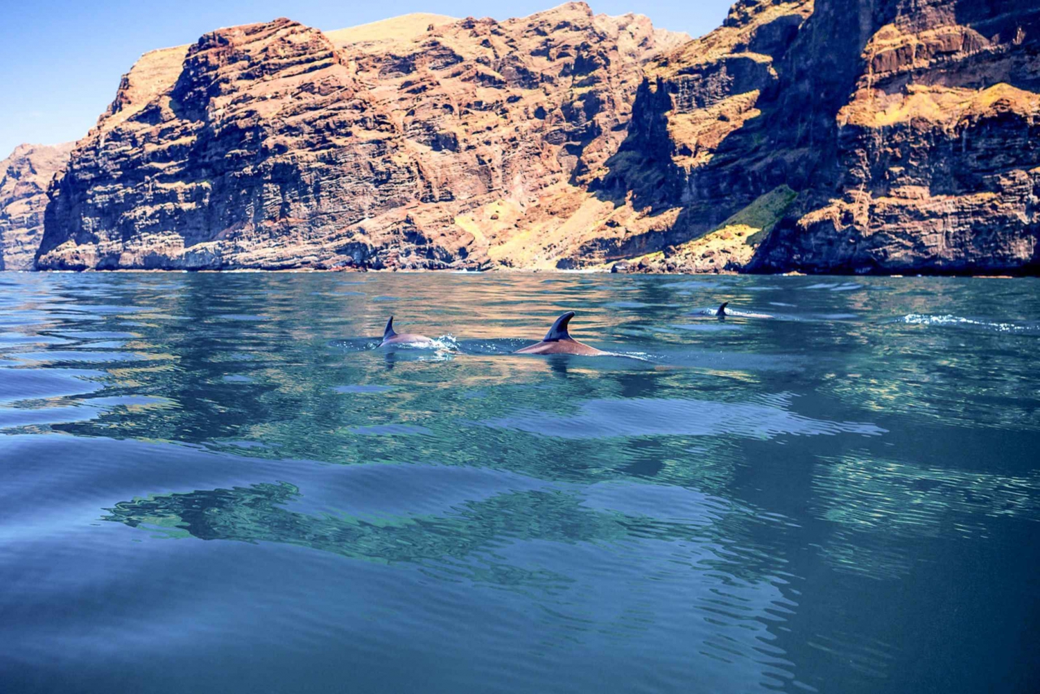 Tenerife: Dolphin and Whale Eco-Cruise with Snack & Drinks