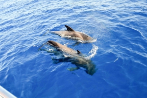 Costa Adeje: Dolphin & Whale Eco-Cruise with Snacks & Drinks