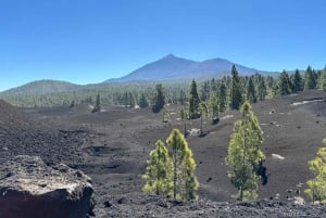 Tenerife: premium e-bike ride at Chineyro volcanic area