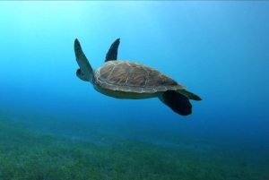 Tenerife, El Médano: Diving baptism