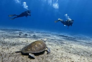 Tenerife, El Médano: Diving baptism