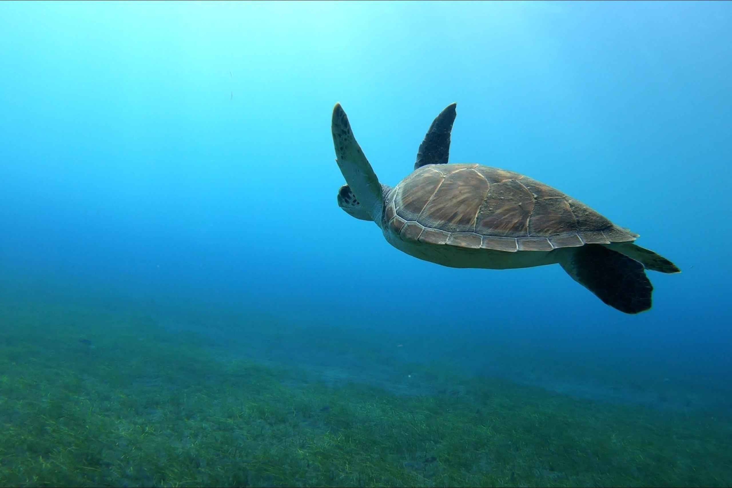 テネリフェ島 エル・メダーノ：ダイビング洗礼式
