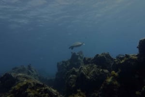 Tenerife: viaje de esnórquel exclusivo con biólogo marino