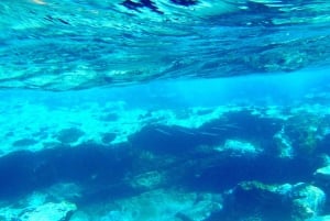 Tenerife: viaje de esnórquel exclusivo con biólogo marino