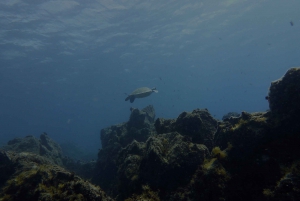 Tenerife Exclusive Snorkeling Trip with Marine Biologist