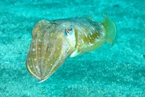 Viagem exclusiva de snorkeling em Tenerife com biólogo marinho