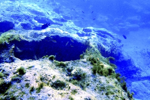 Viagem exclusiva de snorkeling em Tenerife com biólogo marinho