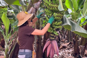 Tenerife: visita a la plantación de plátanos Finca Las Margaritas
