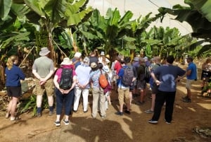Tenerife: Finca Las Margaritas Banana Plantation Experience