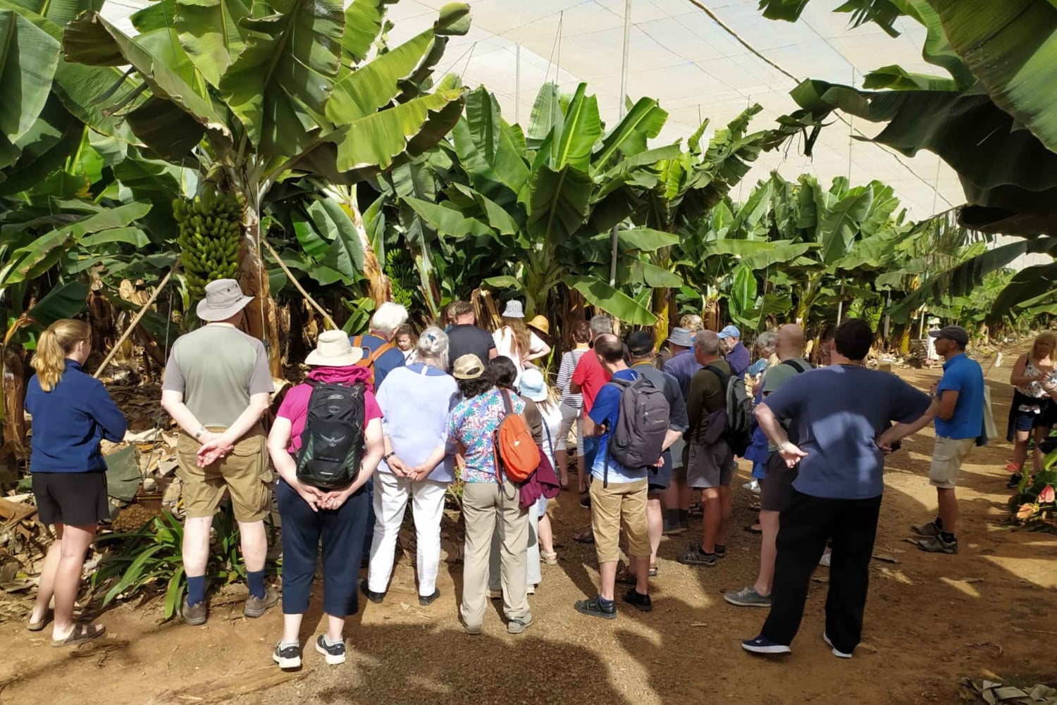 Tenerife: Ervaring met bananenplantage Finca Las Margaritas