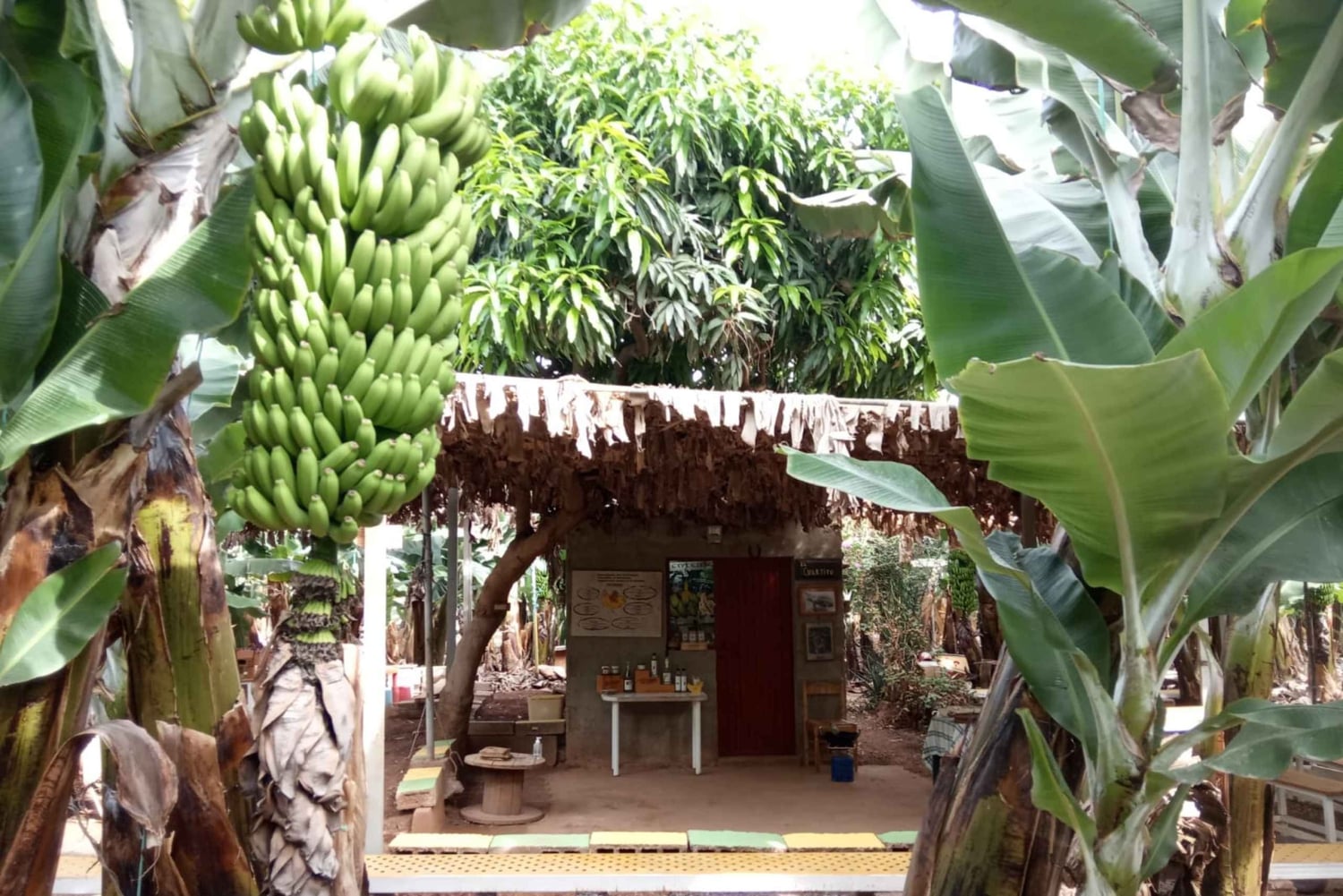 Tenerife: Ervaring met bananenplantage Finca Las Margaritas