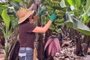 Tenerife: Ervaring met bananenplantage Finca Las Margaritas