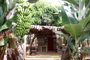 Tenerife: Ervaring met bananenplantage Finca Las Margaritas
