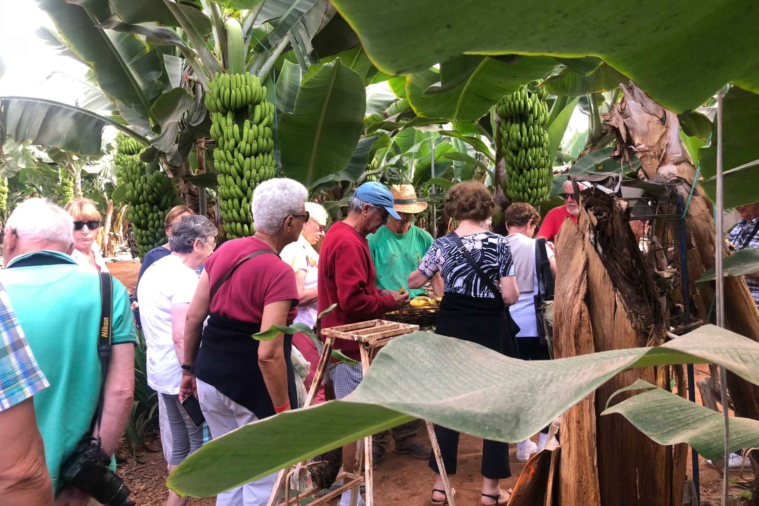 Tenerife : Circuit gastronomique des saveurs et des vins de Ténérife