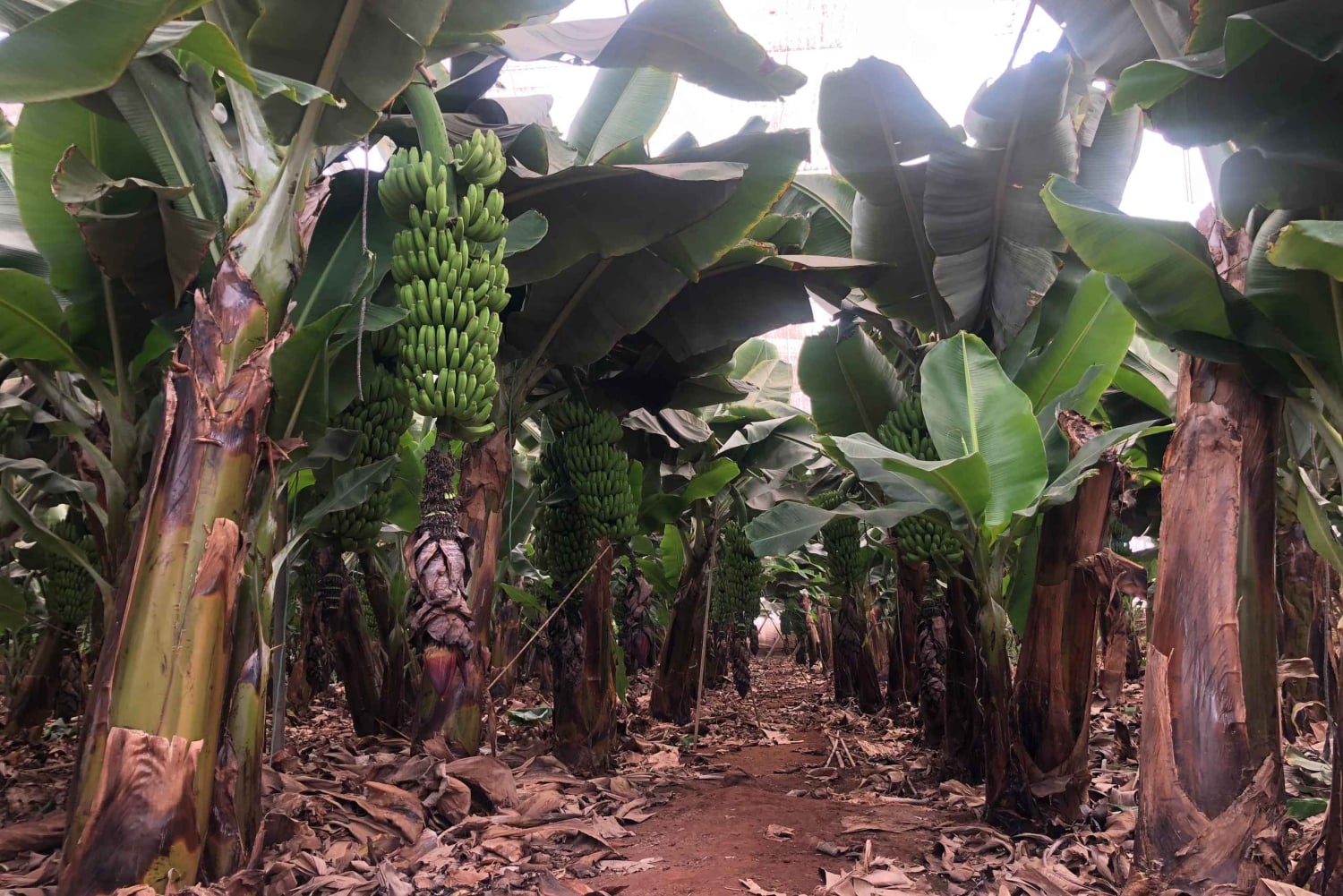 Tenerife : Circuit gastronomique des saveurs et des vins de Ténérife