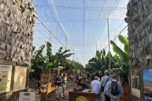 Tenerife : Circuit gastronomique des saveurs et des vins de Ténérife