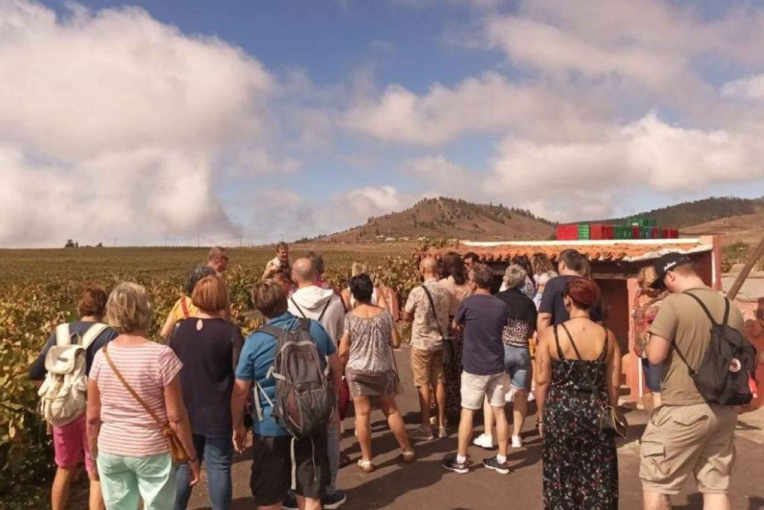 Tenerife: Gastro Wine South Experience