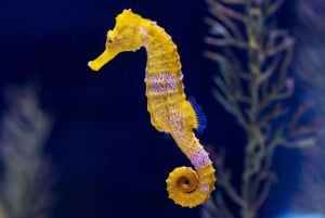 Tenerife: Gran Canaria Hele dag rondleiding met Aquarium