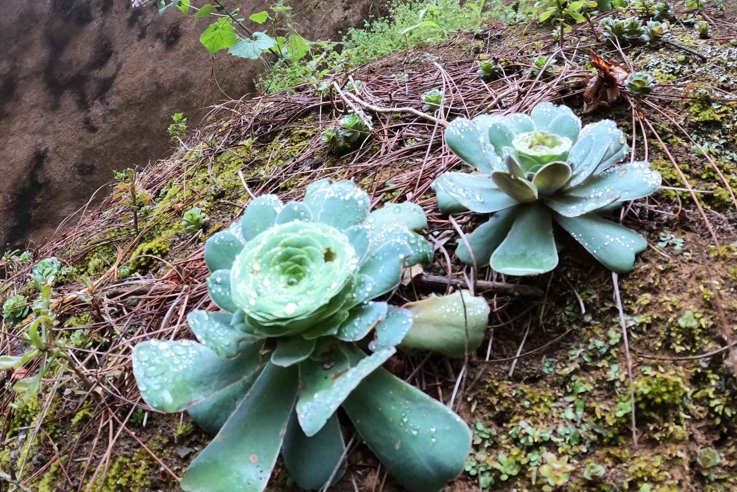 Tenerife: Experiencia guiada de barranquismo en Los Arcos