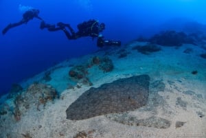 Tenerife: begeleide duik- en scooterervaring