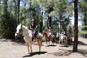 Tenerife: Guided Horseback Riding Tour to the Lomo Forest