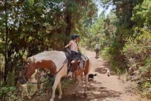Tenerife: Guided Horseback Riding Tour to the Lomo Forest