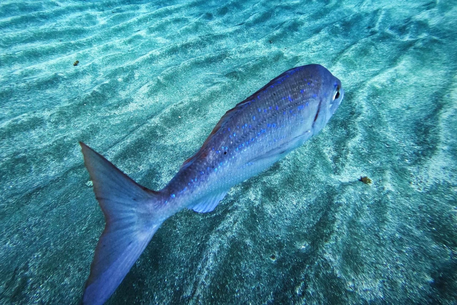 Tenerife: Guided snorkeling with equipment included in the clear waters