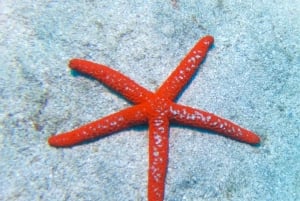 Tenerife: Guided snorkeling with equipment included in the clear waters