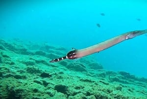 Tenerife: Guided snorkeling with equipment included in the clear waters