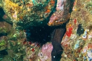 Tenerife: Guided snorkeling with equipment included in the clear waters