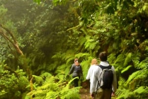 Tenerife: Guided tour guide in the Anaga Rural Park