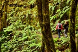 Tenerife: Guided tour guide in the Anaga Rural Park