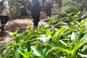 Tenerife: Guided tour guide in the Anaga Rural Park